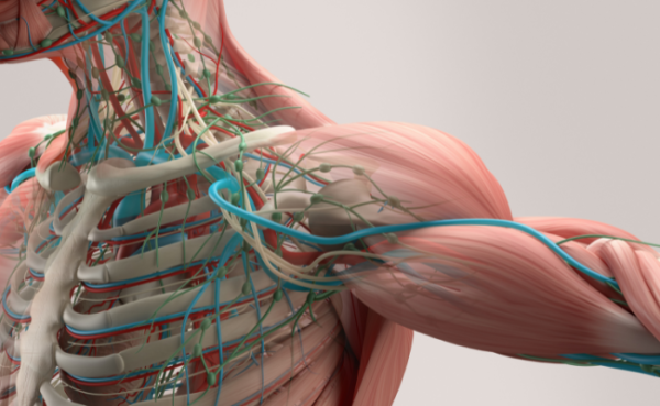 Anatomia